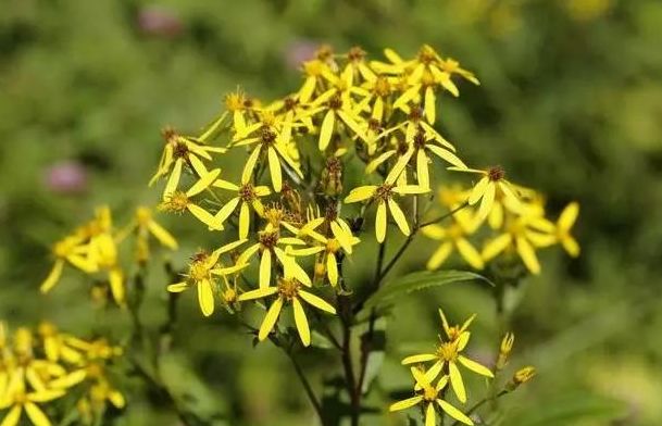 最美中草药光明草千家药让你眼睛更透亮