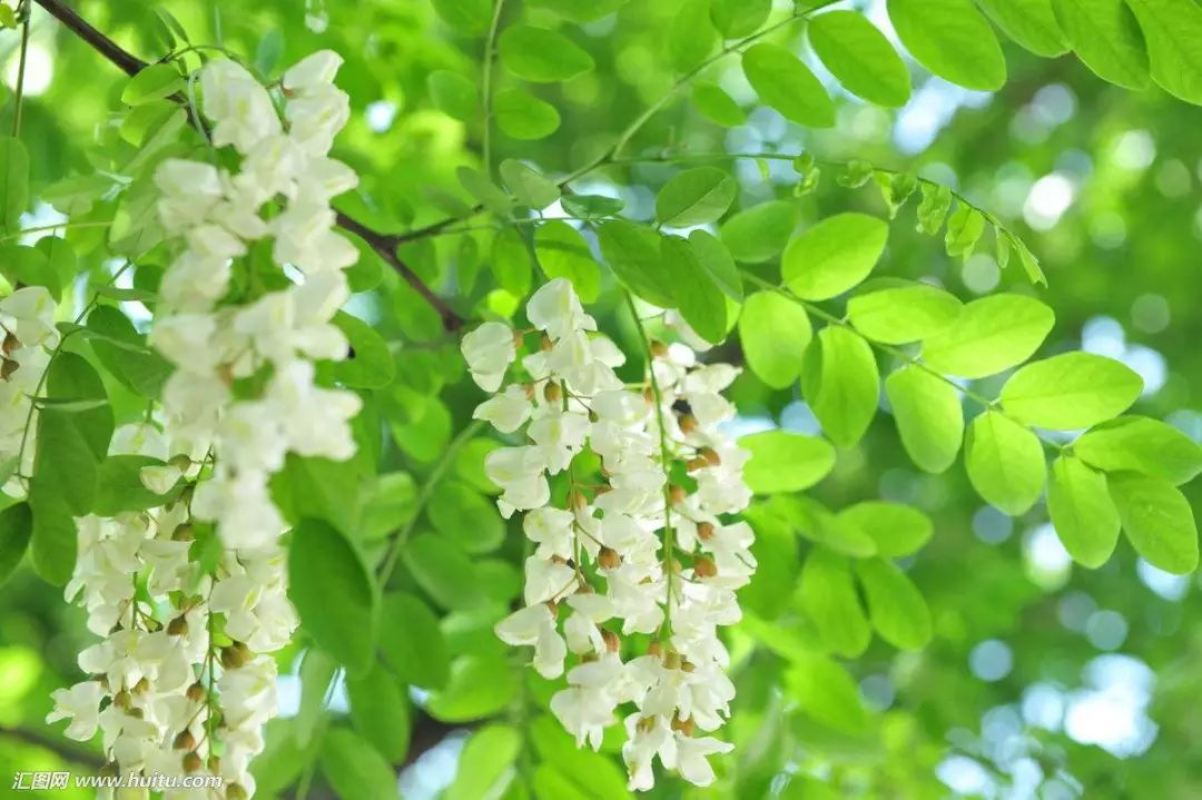 一口槐花饼十里槐花香家乡的槐花儿开了等你回来吃呢