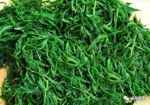 碱蓬鲜嫩茎叶营养丰富,具有特别的海鲜味,口感好.