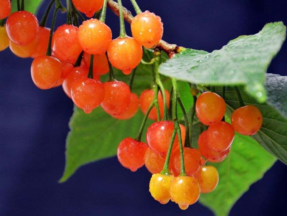 樱樱樱樱樱桃来啦