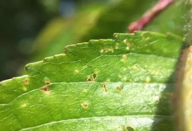 甜樱桃细菌性穿孔病的发生与防治