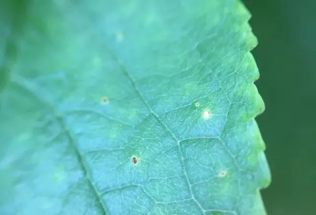 甜櫻桃細菌性穿孔病的發生與防治