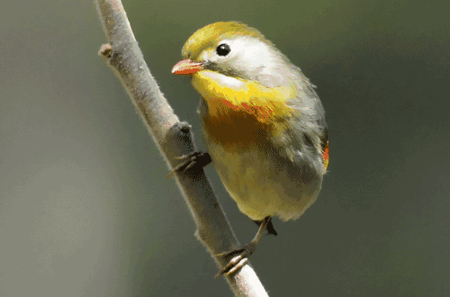 500_330gif 动态图 动图