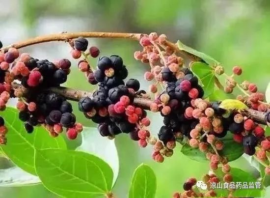 这种剧毒野果长得像桑葚千万别误食