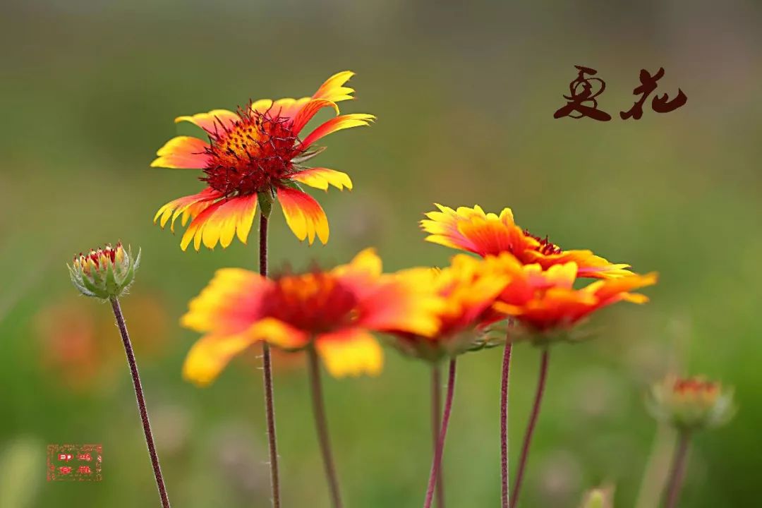 全城诵读听章丘广播电视台主播袁钰莹讲浅夏时光绿意染心