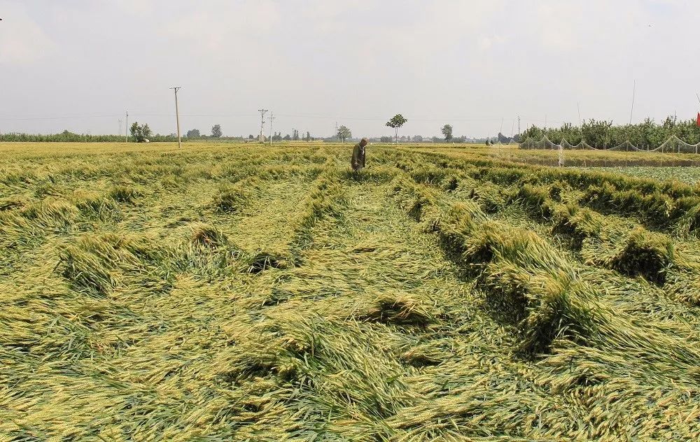 小麦倒伏要不要扶怎样减少损失附正确急救措施