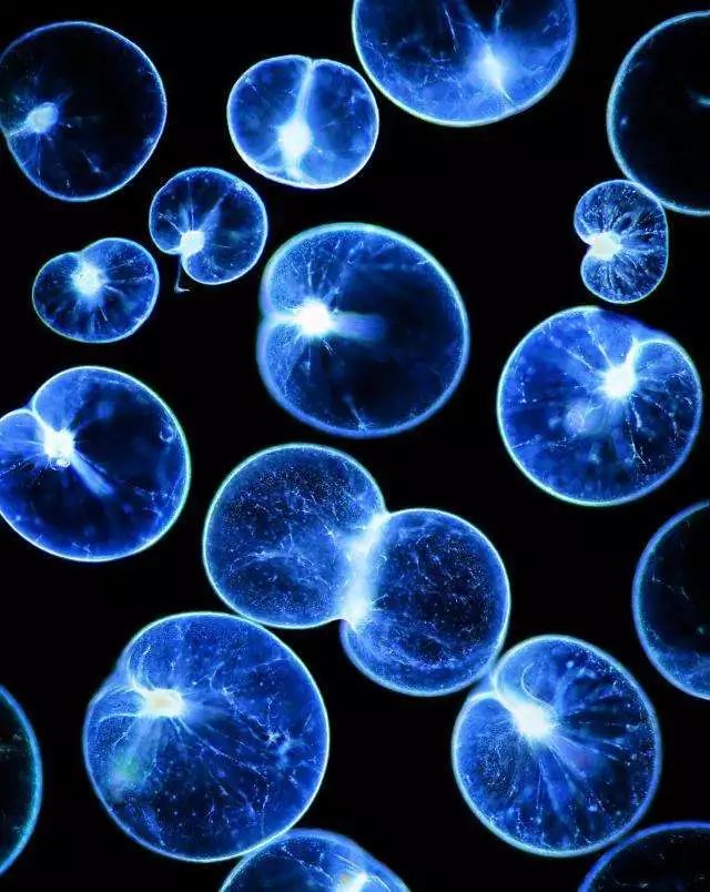 对于甲藻来说,这种生物发光现象可能是一种防御措施.