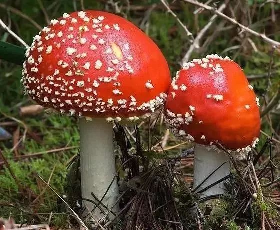 蘑菇灰花纹鹅膏菌白霜杯伞窝柄黄乳菇墨汁鬼伞秋日小圆帽小白菌无论你