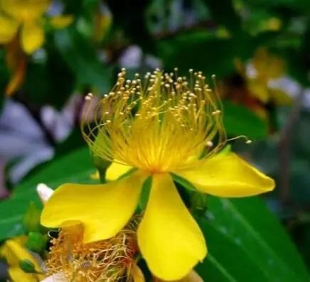 最美中草药芒种花开青梅煮酒