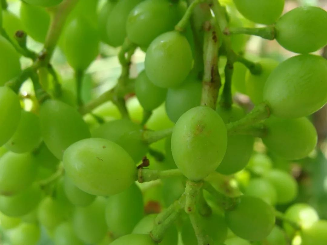 葡萄绿盲蝽综合防治措施