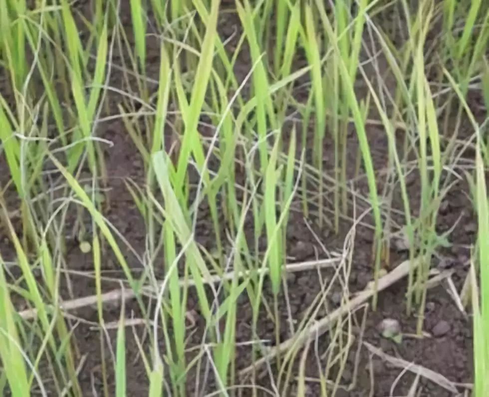 水稻白化苗图片图片