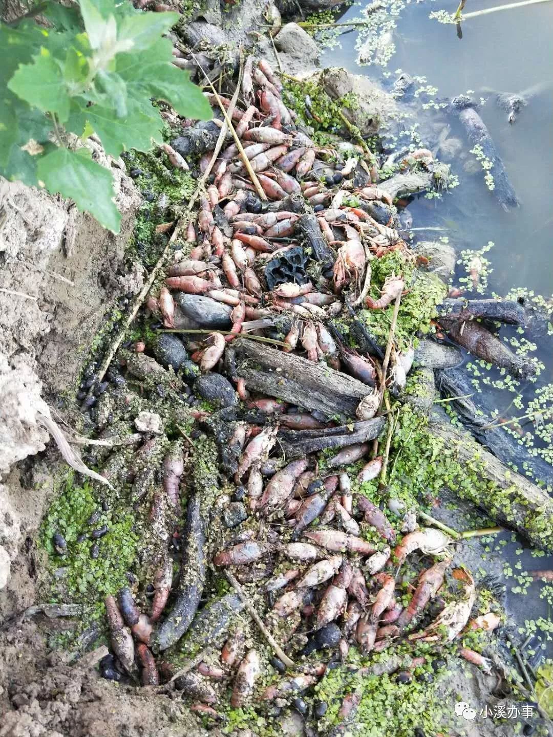 大学生承包128亩养小龙虾一天之内龙虾变烂虾竟因祸从天上来
