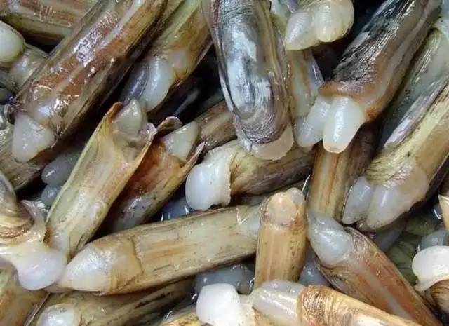 到日照不可错过这些好吃到吞舌头的海鲜