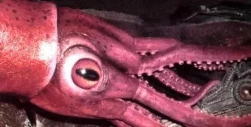 知海深海巨人大王酸浆鱿