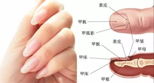 指甲上的月牙,竖纹,白点真能反映健康状况?