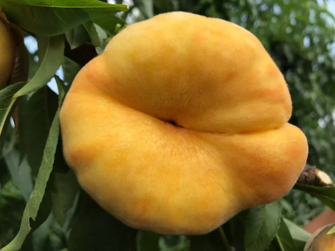 桃品种系列谈之2中蟠11桃品种界的一匹黑马