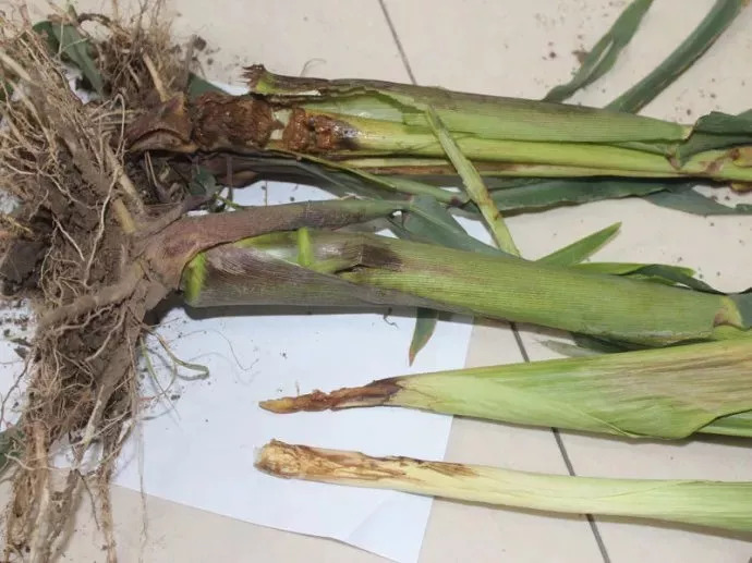 玉米青枯病综合防治很关键