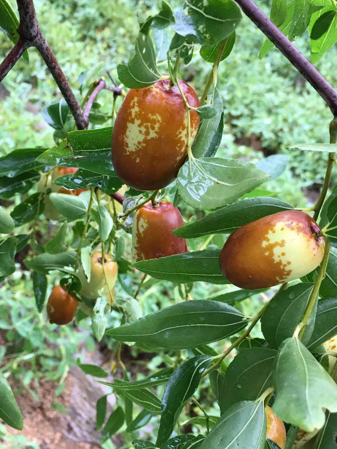 共享丰收丨枣花香里说丰年听取雨声一片哦对了此枣花非彼枣花