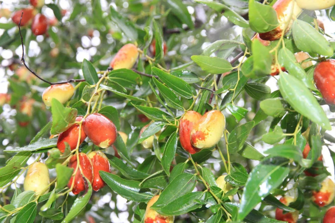 共享丰收丨枣花香里说丰年听取雨声一片哦对了此枣花非彼枣花