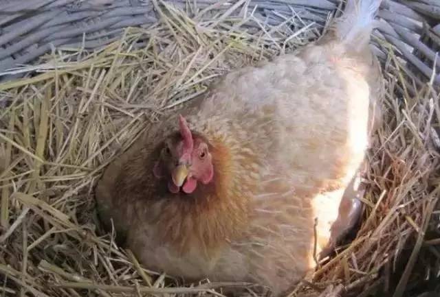 农村母鸡孵小鸡过程90后00后肯定没见过