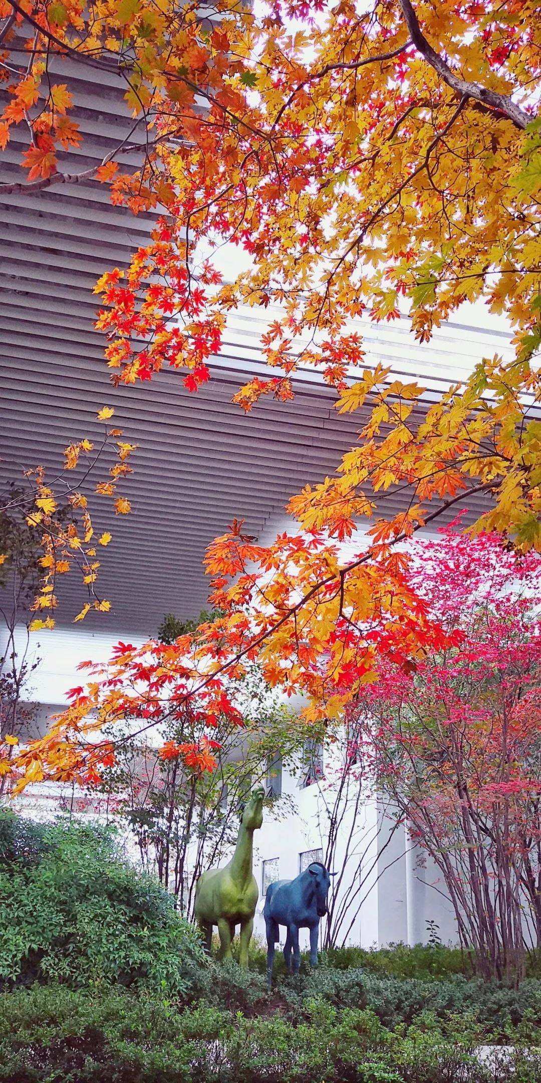 免费日照初冬最佳拍照地已上线枫情万种芦苇依依